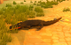 A Brackish Croc Whelp