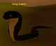 King Cobra